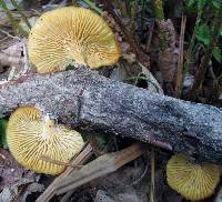 Image of Lentinus suavissimus