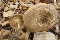 Lentinus tigrinus image