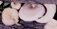 Lentinus tigrinus image