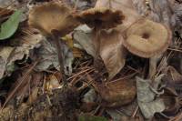 Lentinus velutinus image