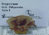 Leptoporus mollis image