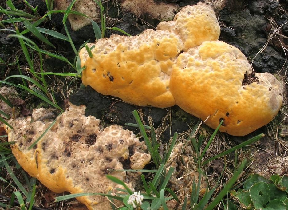 Perenniporia fraxinea image