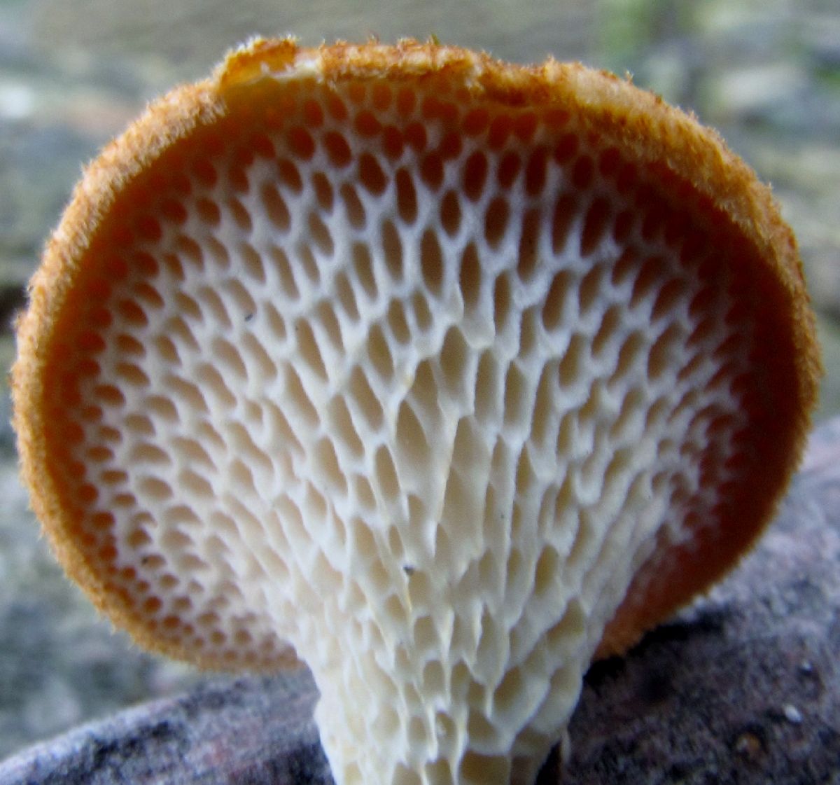 Polyporus alveolaris image