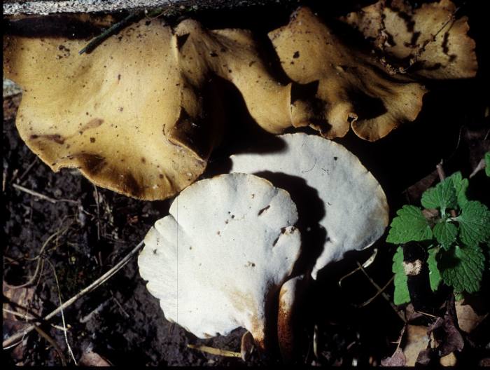 Polyporus leptocephalus image