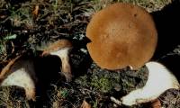 Polyporus radicatus image