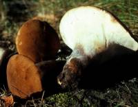 Polyporus radicatus image