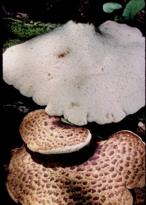 Polyporus squamosus image