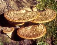 Polyporus squamosus image