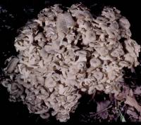 Polyporus umbellatus image