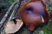 Image of Polyporus badius