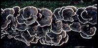 Trametes versicolor image