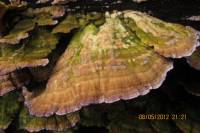 Image of Polyporus pergamenus