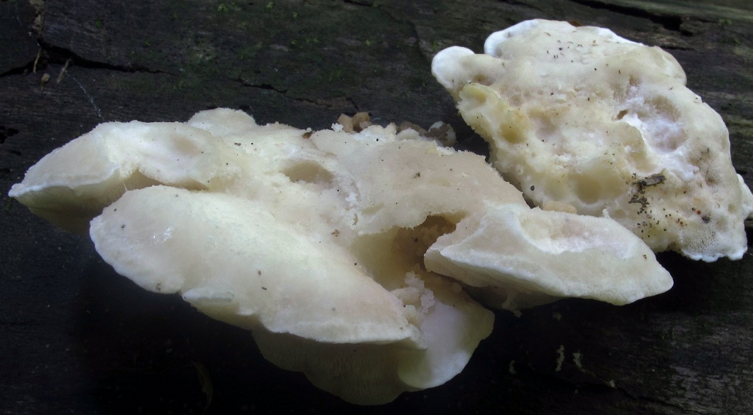 Tyromyces chioneus image