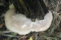 Tyromyces chioneus image