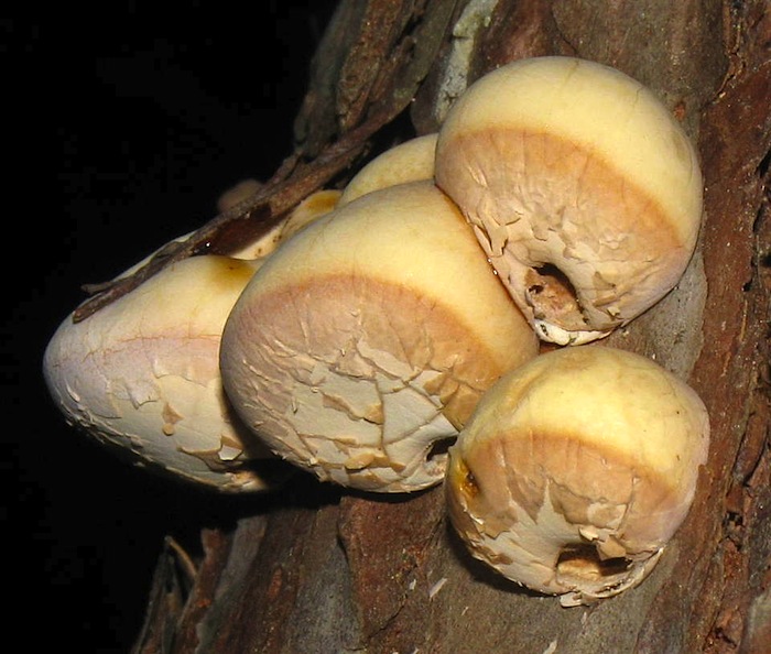 Cryptoporus volvatus image