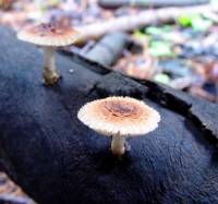 Heliocybe sulcata image