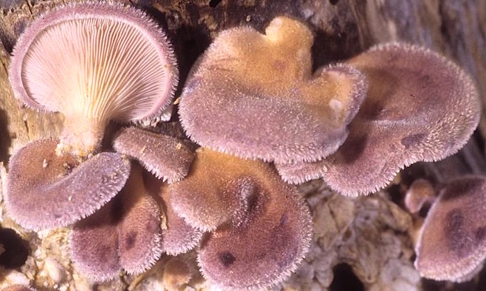 Lentinus strigosus image