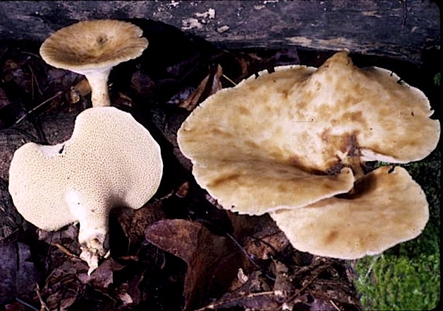 Polyporus craterellus image