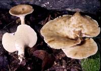 Image of Polyporus craterellus