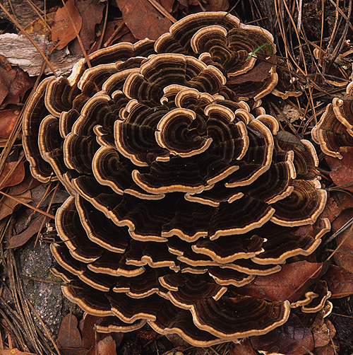 Trametes image