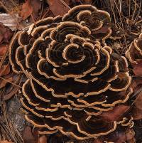 Trametes versicolor image