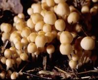 Coprinellus disseminatus image