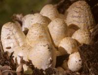 Coprinopsis variegata image