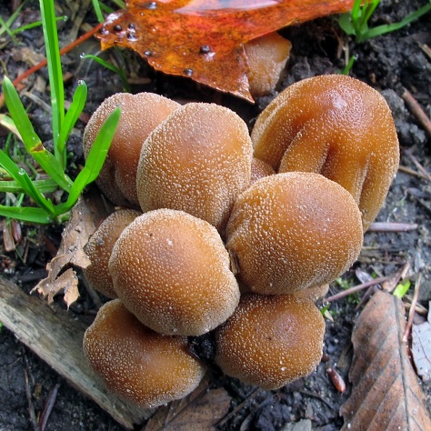 Coprinellus micaceus image