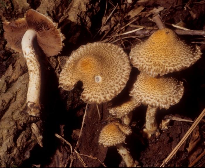 Psathyrella echiniceps image