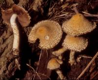 Image of Psathyrella echiniceps