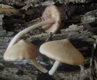 Psathyrella conissans image