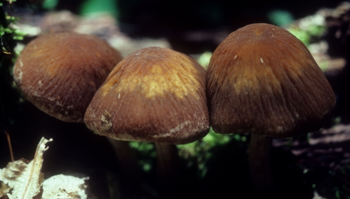 Psathyrella delineata image