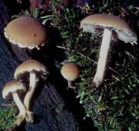 Image of Psathyrella septentrionalis