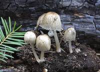 Coprinellus angulatus image