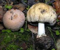 Coprinellus bipellis image