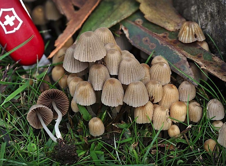 Coprinellus disseminatus image