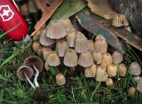 Image of Coprinellus disseminatus
