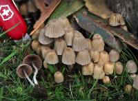 Image of Coprinellus disseminatus