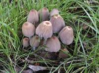 Coprinellus hiascens image