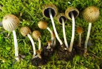 Coprinellus impatiens image