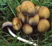 Coprinellus micaceus image