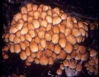 Coprinellus micaceus image