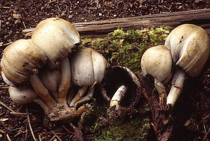 Coprinopsis atramentaria image