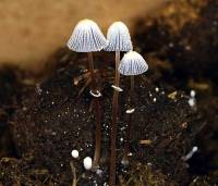 Coprinopsis ephemeroides image