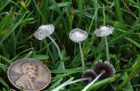 Coprinopsis friesii image