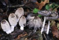 Coprinopsis lagopus image