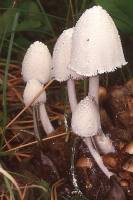 Coprinopsis nivea image