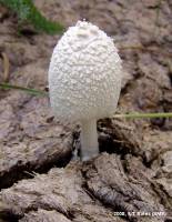 Coprinopsis nivea image