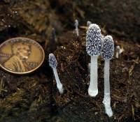 Coprinopsis radiata image