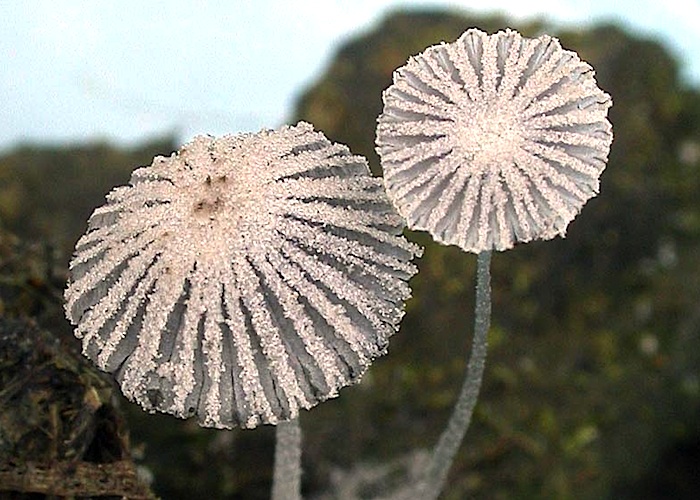 Coprinopsis stercorea image